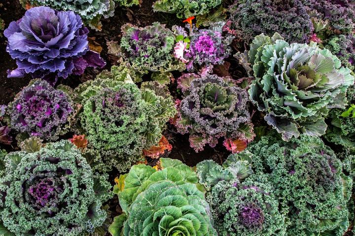 Kale varieties